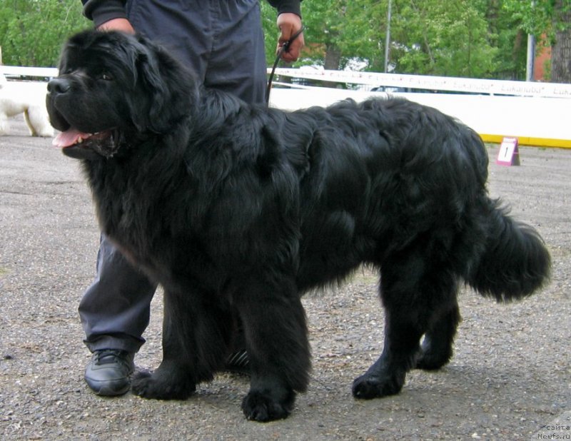 Фото: ньюфаундленд Ратмир из Племени Кедра