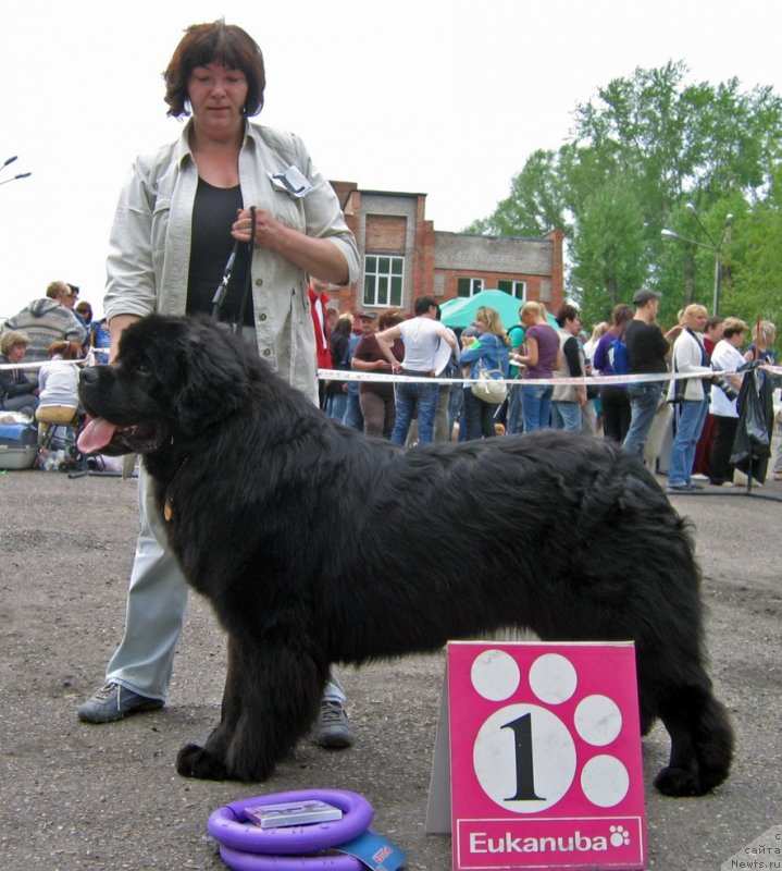 Фото: ньюфаундленд Радомир из Племени Кедра