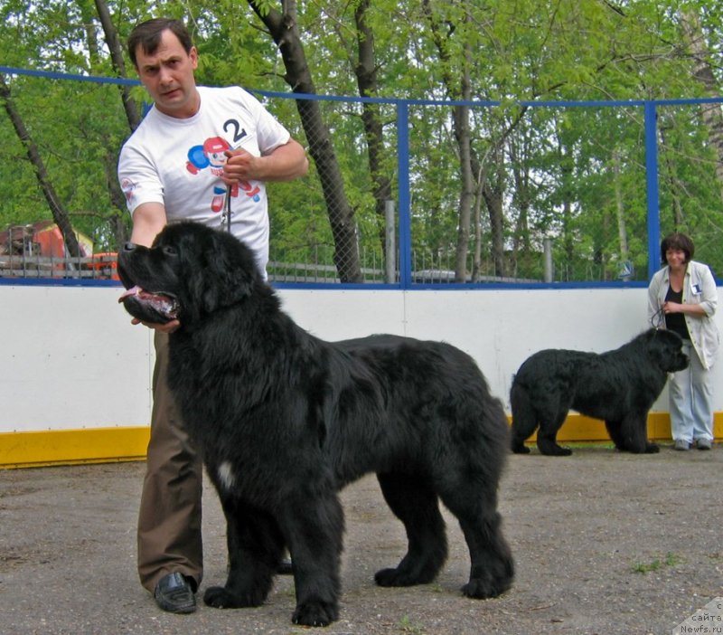 Фото: ньюфаундленд Ратибор из Племени Кедра (Ratibor iz Plemeni Kedra)