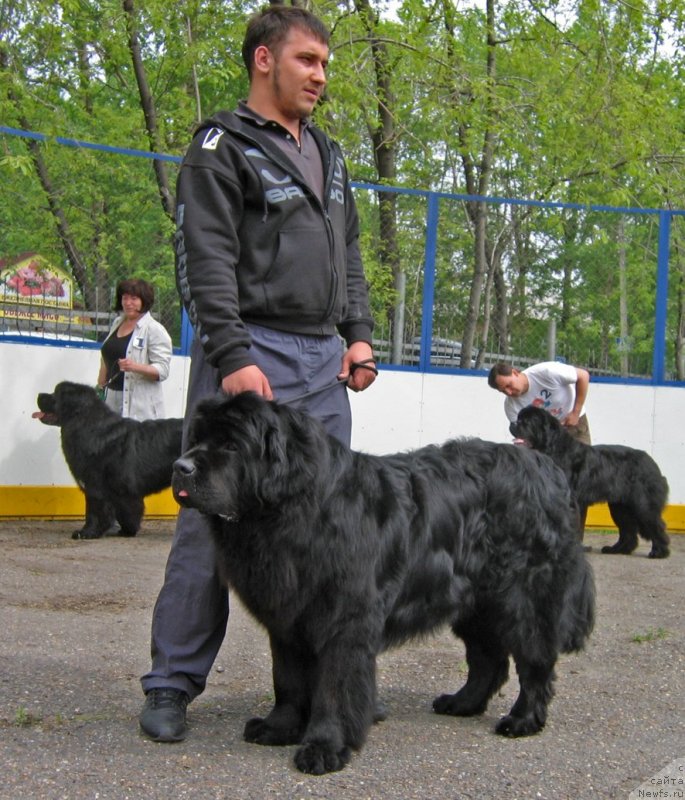 Фото: ньюфаундленд Ратмир из Племени Кедра