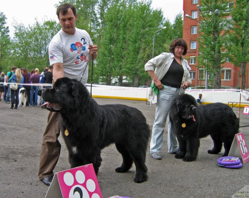 Фото: ньюфаундленд Ратибор из Племени Кедра (Ratibor iz Plemeni Kedra), ньюфаундленд Радомир из Племени Кедра