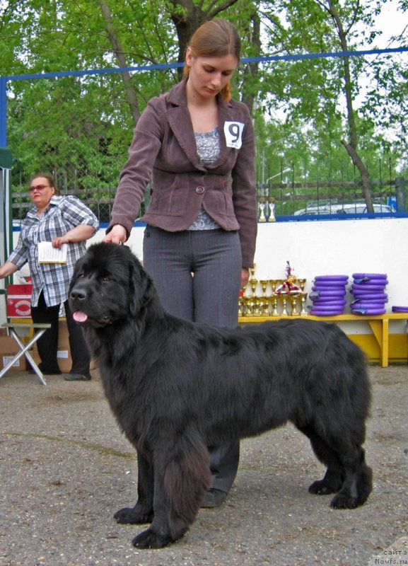 Фото: ньюфаундленд Би Перфект Алана