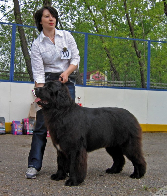 Фото: ньюфаундленд Ютландия от Сибирского Медведя (Yutlandia ot Sibirskogo Medvedja)