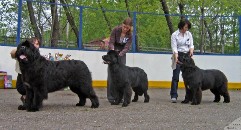 Фото: ньюфаундленд Русалочка из Племени Кедра (Rusalochka iz Plemeni Kedra), ньюфаундленд Би Перфект Алана, ньюфаундленд Ютландия от Сибирского Медведя (Yutlandia ot Sibirskogo Medvedja)