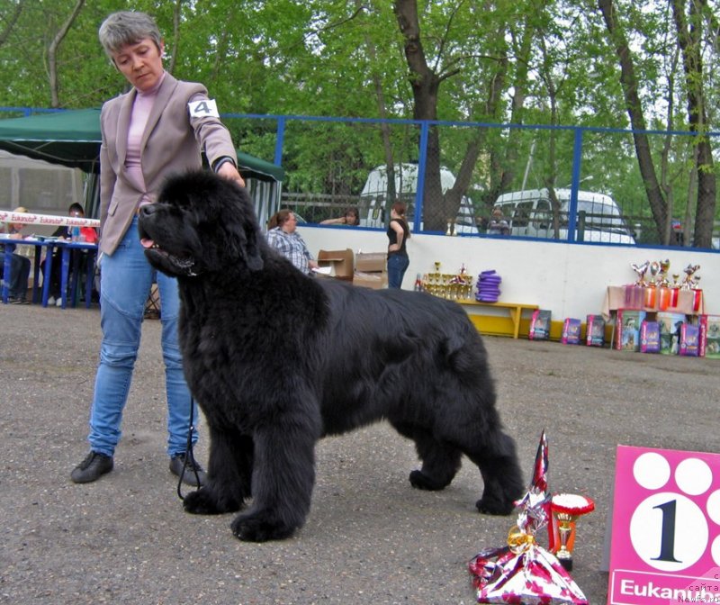 Фото: ньюфаундленд С'Нежная Вьюга Альянико Дель Вультуре (S'Nezhnaya Vjuga Alyaniko del Vulture)