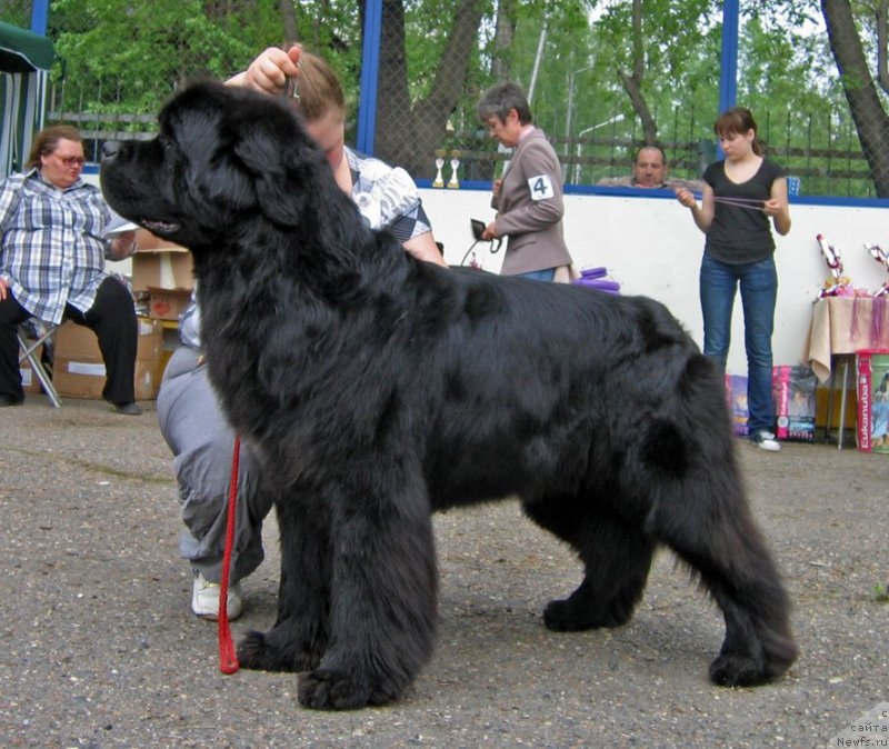 Фото: ньюфаундленд Teddy vom Trieberg