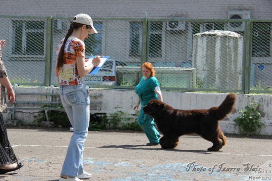 Фото: ньюфаундленд Черный Шарм Амбер Бест Дог ФО Марлеон, Татьяна Шайдук