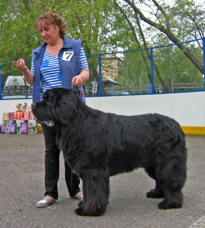 Фото: ньюфаундленд Шон О'Коннори Агент 007 (Shon O'Konnori Agent 007)