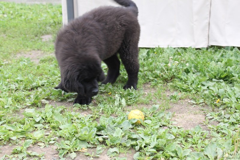 Фото: ньюфаундленд Ласковый и Нежный Бриз, 3, 5 мес