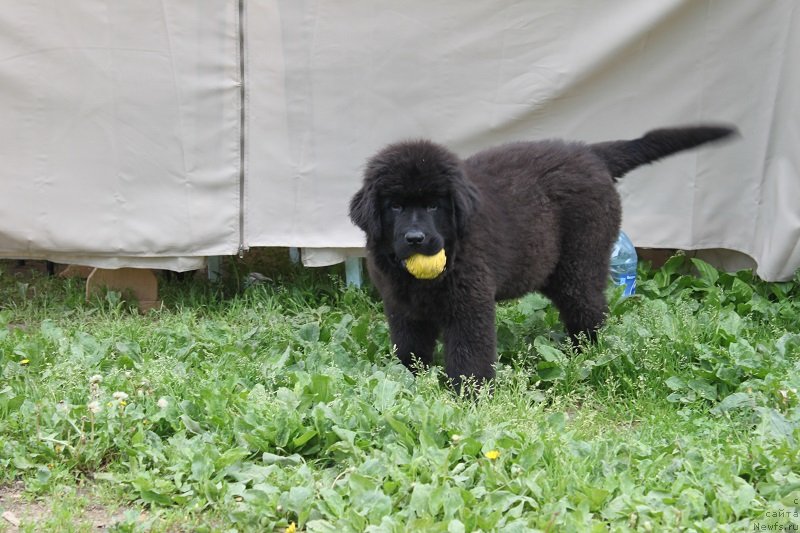 Фото: ньюфаундленд Ласковый и Нежный Бриз, 3, 5 мес