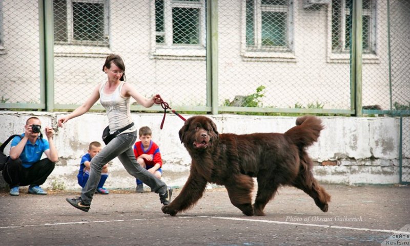 Фото: ньюфаундленд Черный Шарм Амбер Бест Дог ФО Марлеон