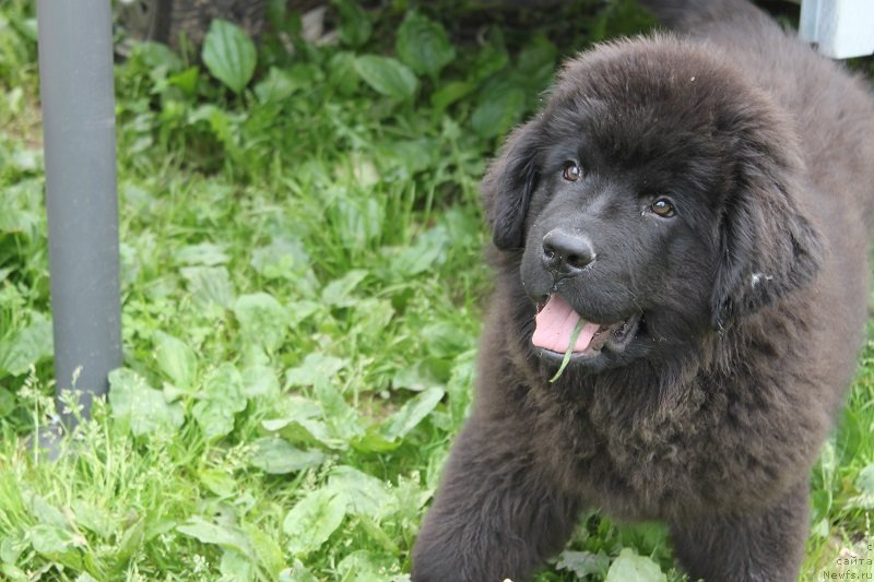 Фото: ньюфаундленд Ласковый и Нежный Бриз, 3, 5мес