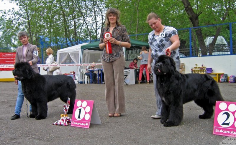 Фото: ньюфаундленд С'Нежная Вьюга Альянико Дель Вультуре (S'Nezhnaya Vjuga Alyaniko del Vulture), ньюфаундленд Teddy vom Trieberg