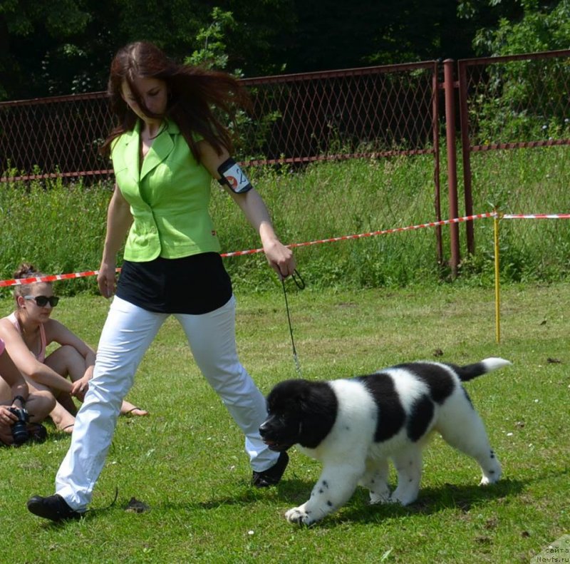 Фото: ньюфаундленд Черная Мафия Зебра Тиме (Chernaya Mafia Zebra Time), Aneta Romańczyk