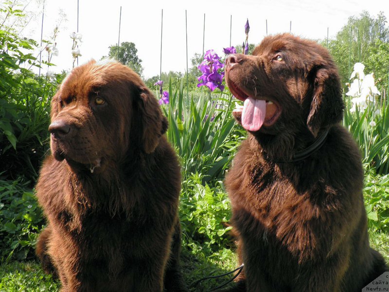 Фото: ньюфаундленд Великий Медведь Камелия, ньюфаундленд Чарли Де Бест Хелфи Пэл (Charli The Best Helfi Pel)