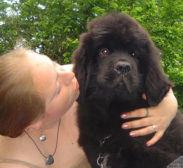 Фото: ньюфаундленд Bjornebandens Nancy Wilson, Дарья Власова