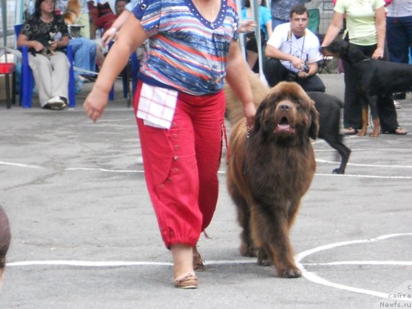 Фото: ньюфаундленд Newettas Zauran