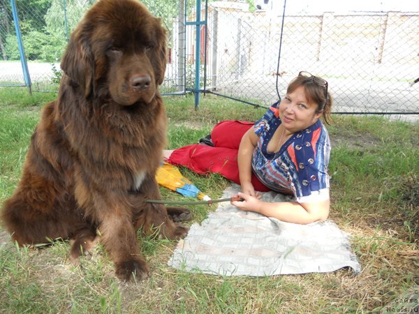 Фото: ньюфаундленд Newettas Zauran