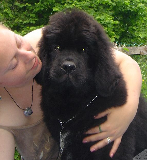 Фото: ньюфаундленд Bjornebandens Nancy Wilson, Дарья Власова