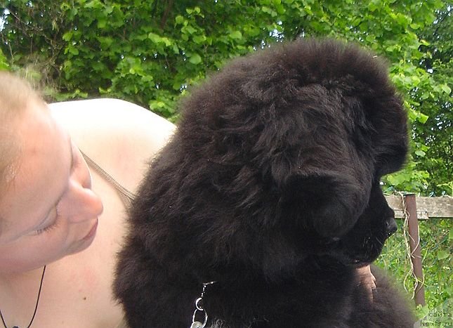 Фото: ньюфаундленд Bjornebandens Nancy Wilson, Дарья Власова