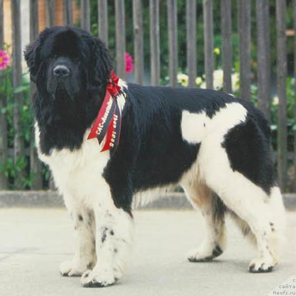 Фото: ньюфаундленд Geminorum Grand Bordeaux