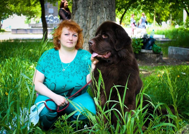 Фото: ньюфаундленд Черный Шарм Амбер Бест Дог ФО Марлеон, Татьяна Шайдук