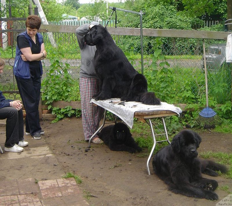 Фото: ньюфаундленд Дар Свезы Бриллиант Идеа (Dar Svezy Brilliant Idea), Дарья Власова, Ольга Тертель