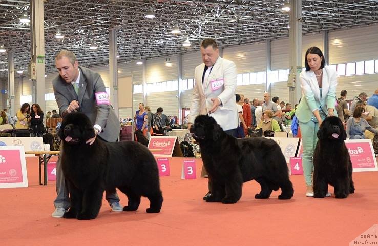 Фото: Pouch Cove's Southwind I LOVE LUCY AT CAYUGA, AGIFT OF HEAVEN of Gentle Blackgiant, ньюфаундленд Ursinus Velutus Mission Impossible, с Riccardo Quartiglia, Лариса Яцышина