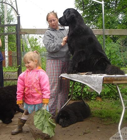 Фото: ньюфаундленд Дар Свезы Бриллиант Идеа (Dar Svezy Brilliant Idea), Дарья Власова