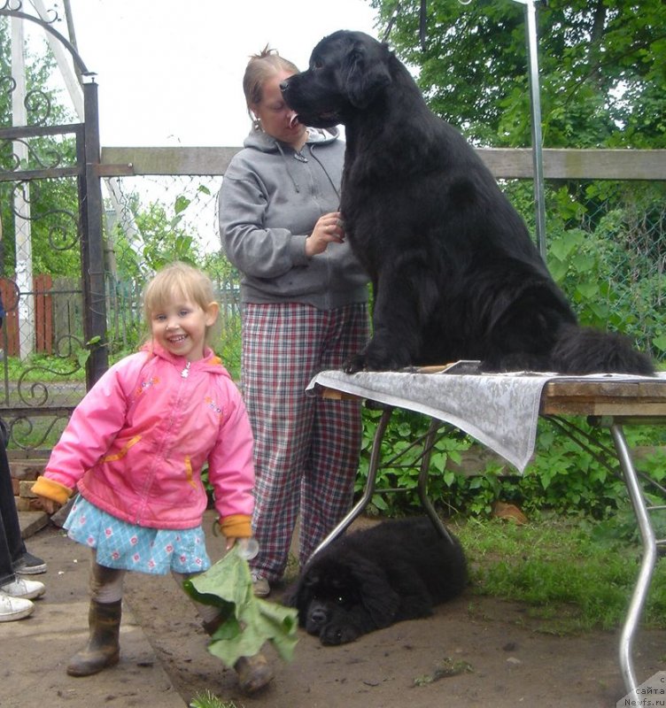 Фото: ньюфаундленд Дар Свезы Бриллиант Идеа (Dar Svezy Brilliant Idea), Дарья Власова