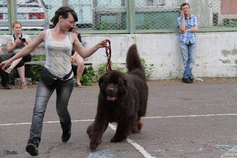 Фото: ньюфаундленд Черный Шарм Амбер Бест Дог ФО Марлеон