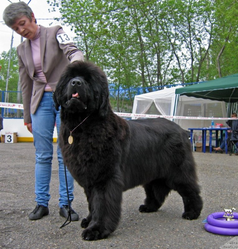 Фото: ньюфаундленд С'Нежная Вьюга Авиньонези Капаннеле (S'Nezhnaya Vjuga Avignonesi Capannelle)