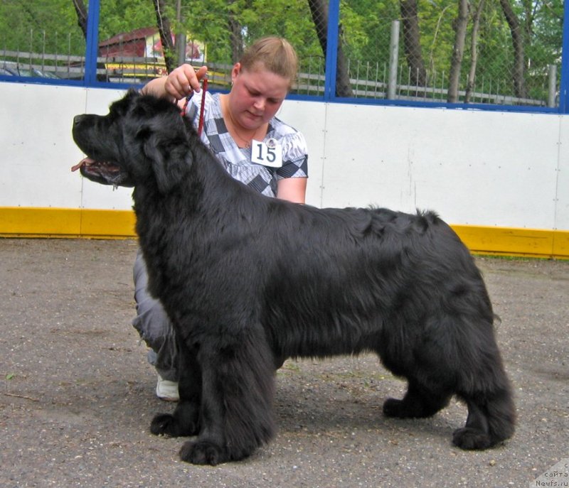 Фото: ньюфаундленд Маркиза Ангелов из Тихого Омута (Markiza Angelov iz Tihogo Omuta)