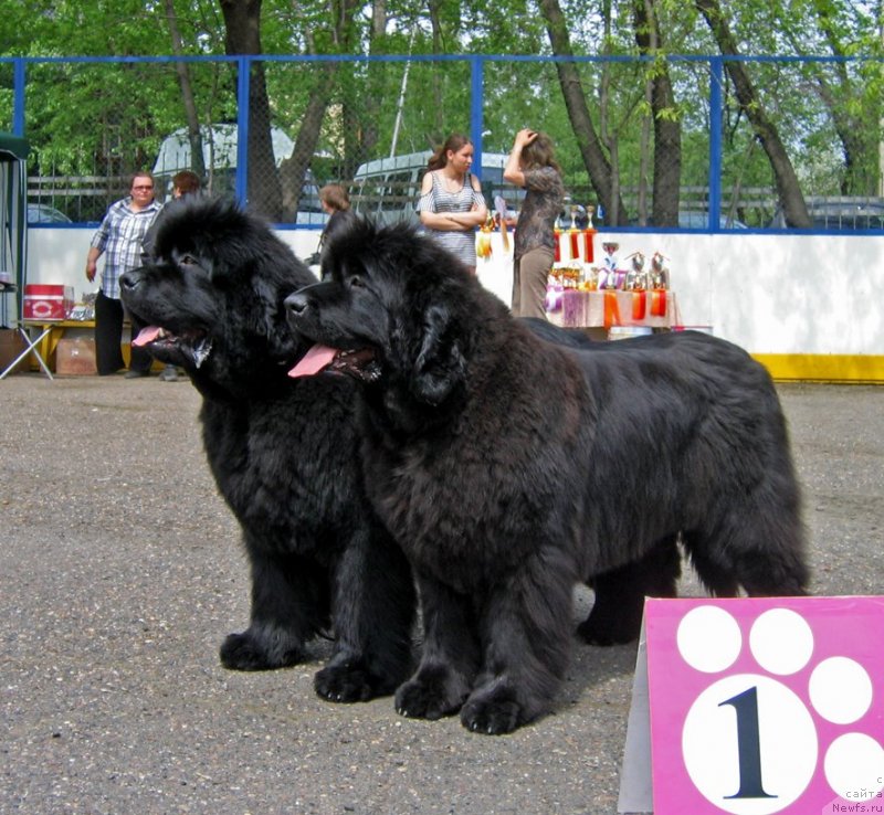Фото: ньюфаундленд С'Нежная Вьюга Авиньонези Капаннеле (S'Nezhnaya Vjuga Avignonesi Capannelle), ньюфаундленд С'Нежная Вьюга Альянико Дель Вультуре (S'Nezhnaya Vjuga Alyaniko del Vulture)