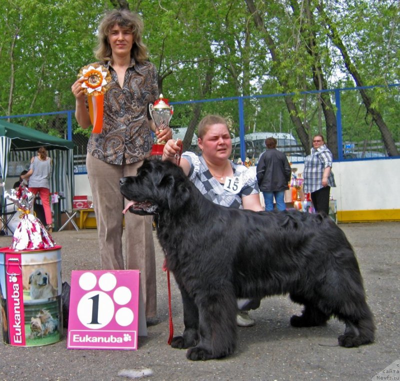 Фото: ньюфаундленд Маркиза Ангелов из Тихого Омута (Markiza Angelov iz Tihogo Omuta)