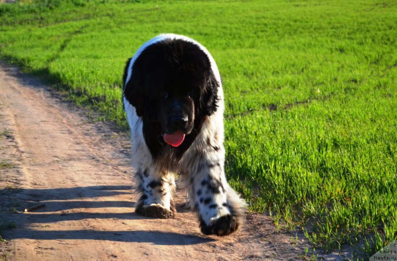Фото: ньюфаундленд Супер Бизон Екатеринбург (Super Bizon Ekaterinburg)
