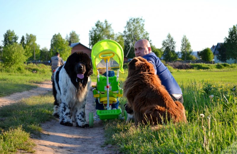 Фото: ньюфаундленд Супер Бизон Екатеринбург (Super Bizon Ekaterinburg), Алексей Нистратов