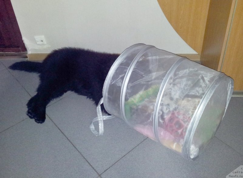 Фото: ньюфаундленд Бегущая по Волнам Есперанто Етуло Чуи