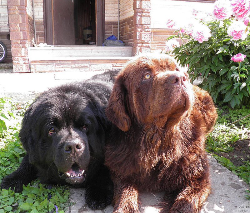 Фото: ньюфаундленд Великий Медведь Камелия