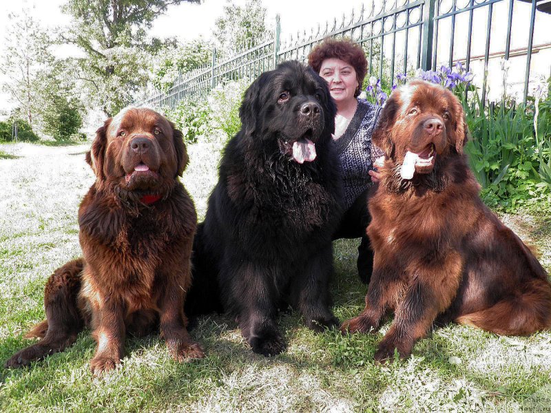 Фото: ньюфаундленд Великий Медведь Камелия, ньюфаундленд Чарли Де Бест Хелфи Пэл (Charli The Best Helfi Pel)