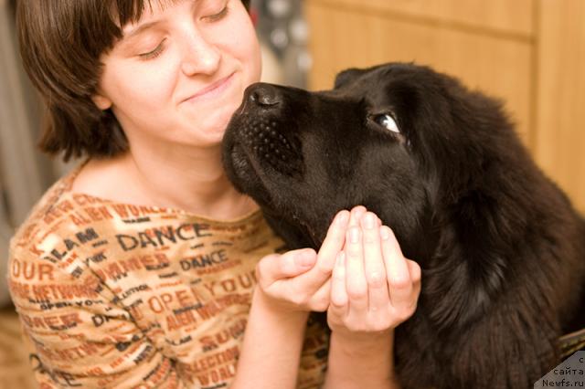 Фото: Полина Немирович-Данченко, ньюфаундленд Любимая Моя с Берега Дона (Lubimaya Moya s Berega Dona)