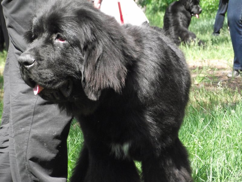 Фото: ньюфаундленд Big Sky Bear Brioche Con Marmellata