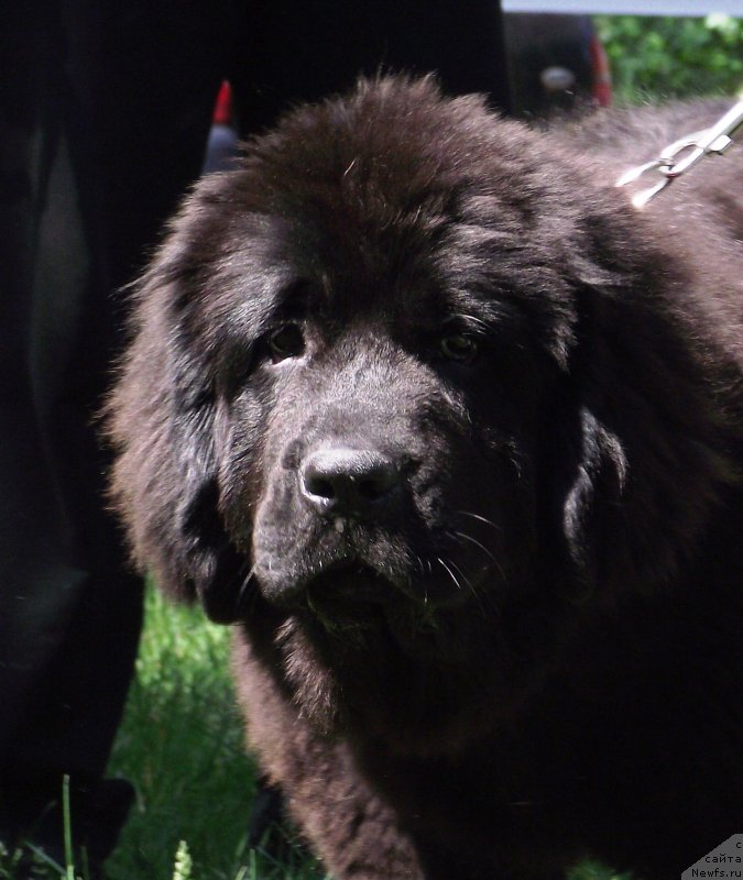 Фото: ньюфаундленд Big Sky Bear Brezza Di Mare