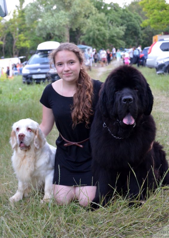 Фото: ньюфаундленд Бегущая по Волнам Зиллион (Beguschaya po Volnam Zillion)