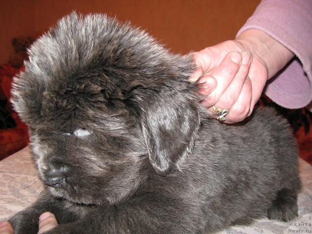 Фото: ньюфаундленд Захар из Медвежьего Яра