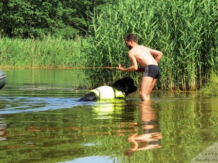 Фото: Александр Хижняк, ньюфаундленд Акватория Келвин Куинджи