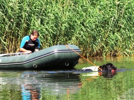 Фото: Ксения Семикова, ньюфаундленд Ай Лав Рич (Ai Love Rich)