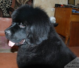 Фото: ньюфаундленд Белкондер-Клаб Достучаться До Небес (Belkonder-Club Dostuchat'sya Do Nebes)