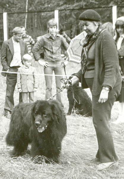 Фото: ньюфаундленд Сэр Джеймс (Sir  James)