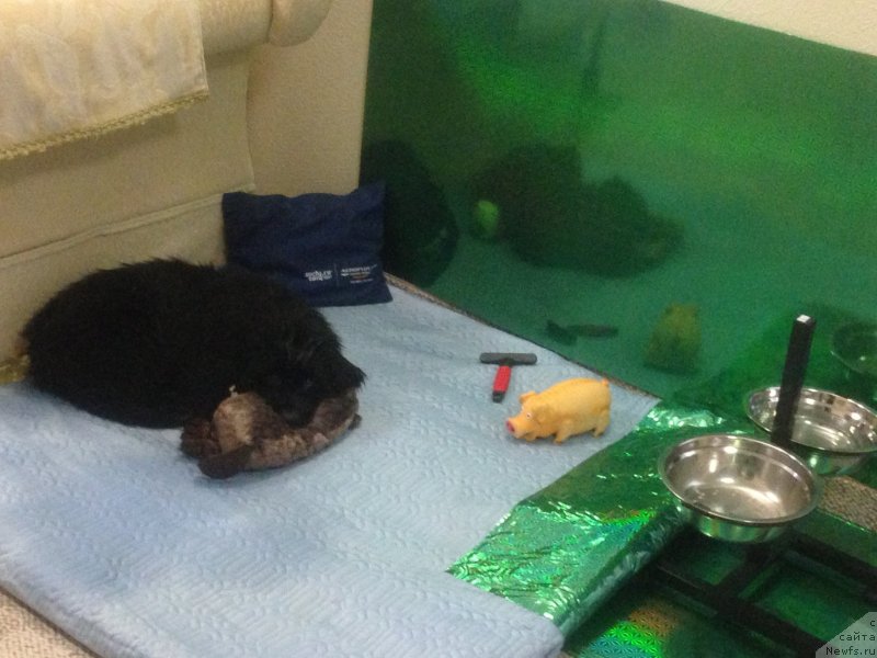 Фото: ньюфаундленд Питерньюф ИМХО (Piternyuf IMXO)